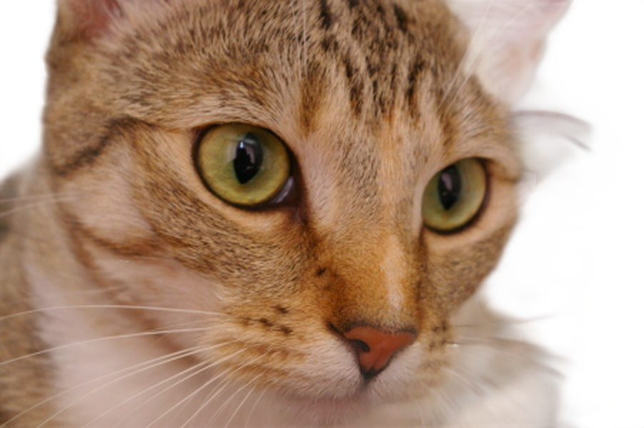 Pet — fur and whiskers