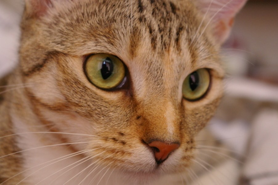 Pet — fur and whiskers